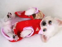 https://www.y8gamesx.com/game/lovely-puppy-slide