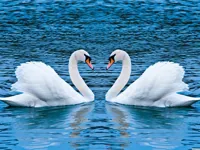 https://www.y8gamesx.com/game/swans-slide