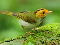 https://www.y8gamesx.com/game/birds-slide